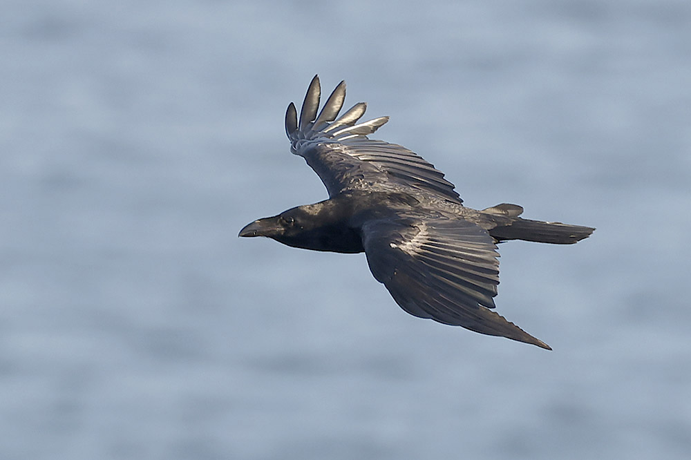 Raven by Mick Dryden