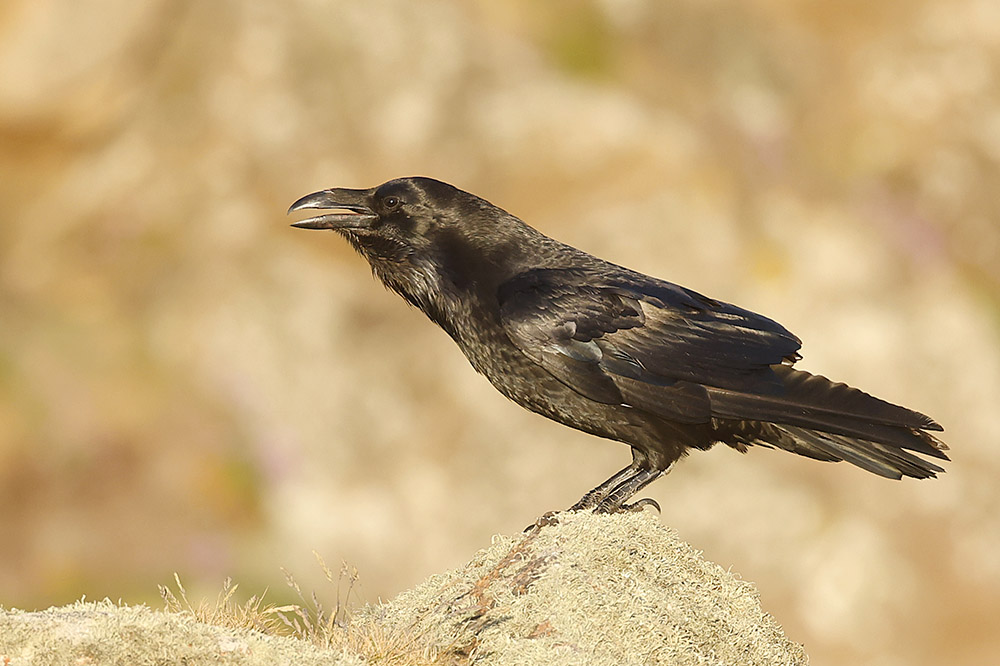 Raven by Mick Dryden