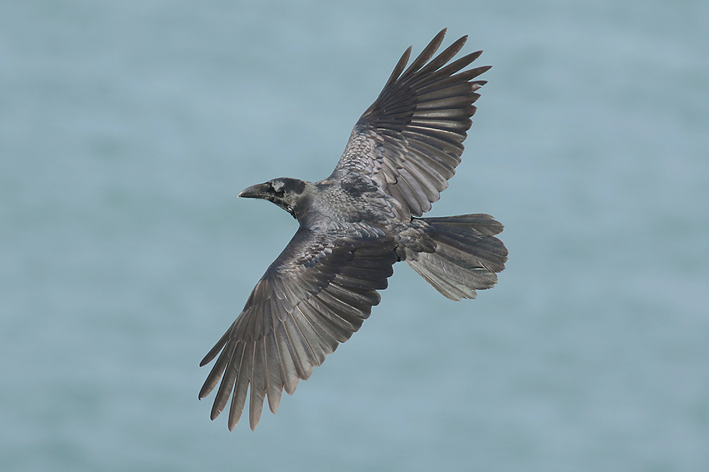 Raven by Mick Dryden