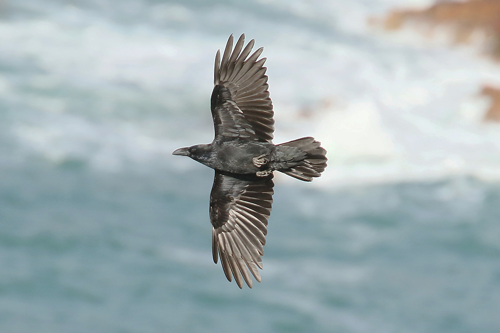 Raven by Mick Dryden