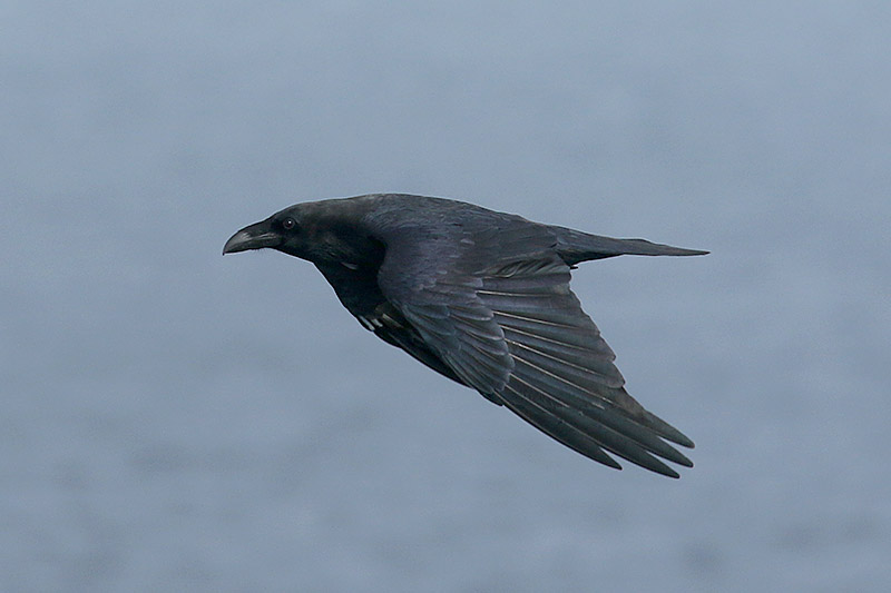 Raven by Mick Dryden