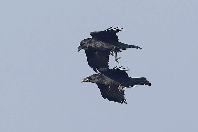 Ravens by Mick Dryden