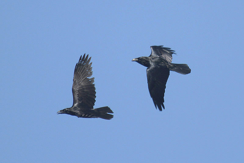 Ravens by Mick Dryden