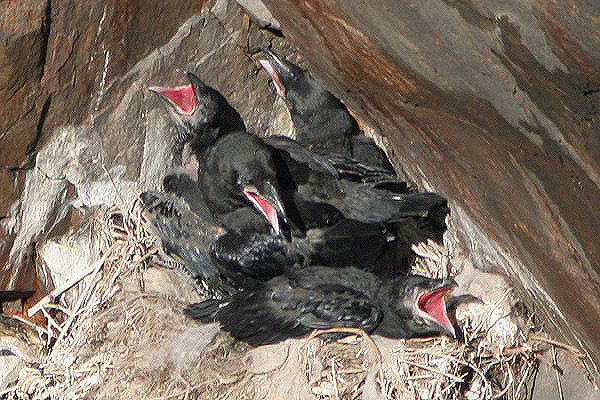 Ravens by Mick Dryden