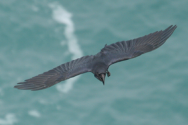 Common Raven by Mick Dryden