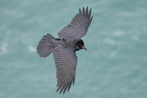 Common Raven by Mick Dryden