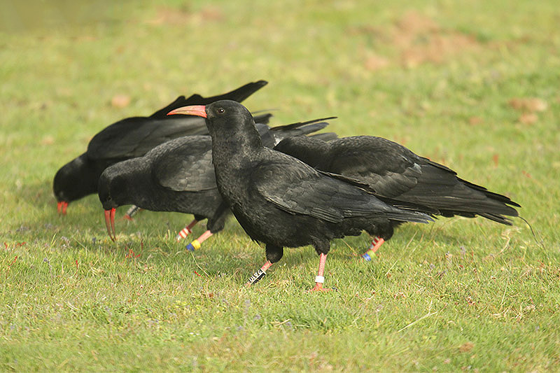 Red-billed Chough by Mick Dryden