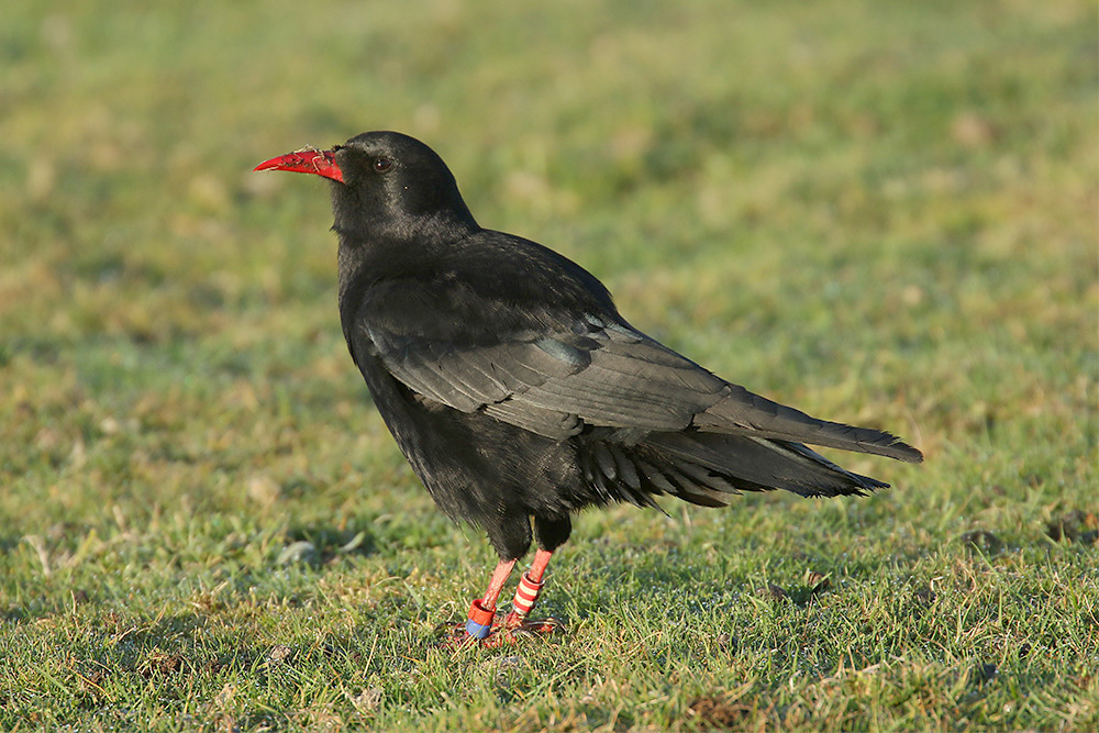 Red-billed Chough by Mick Dryden