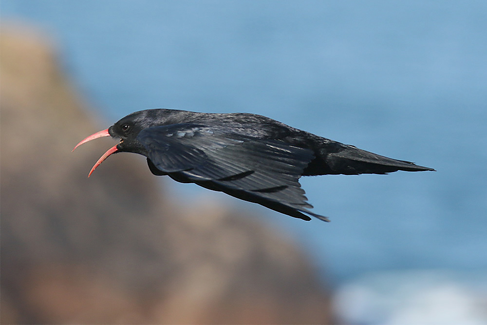 Red-billed Chough by Mick Dryden