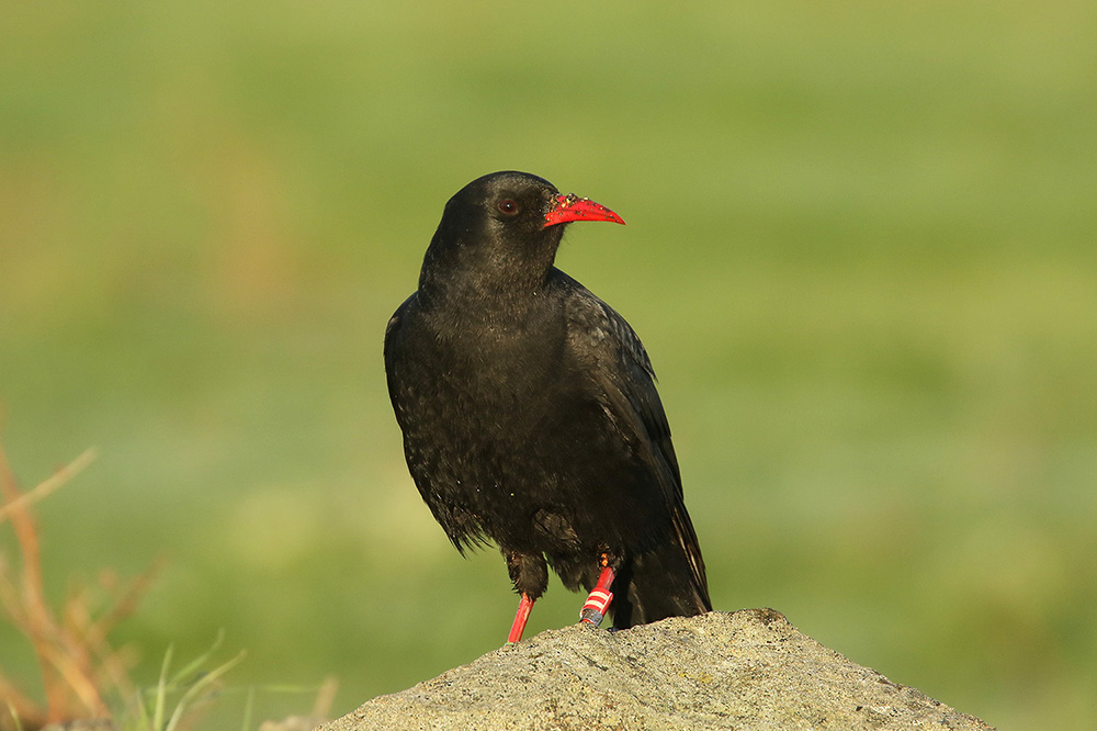 Red-billed Chough by Mick Dryden