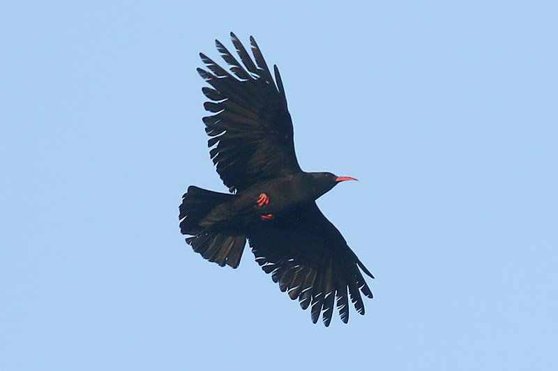 Red billed Chough by Mick Dryden