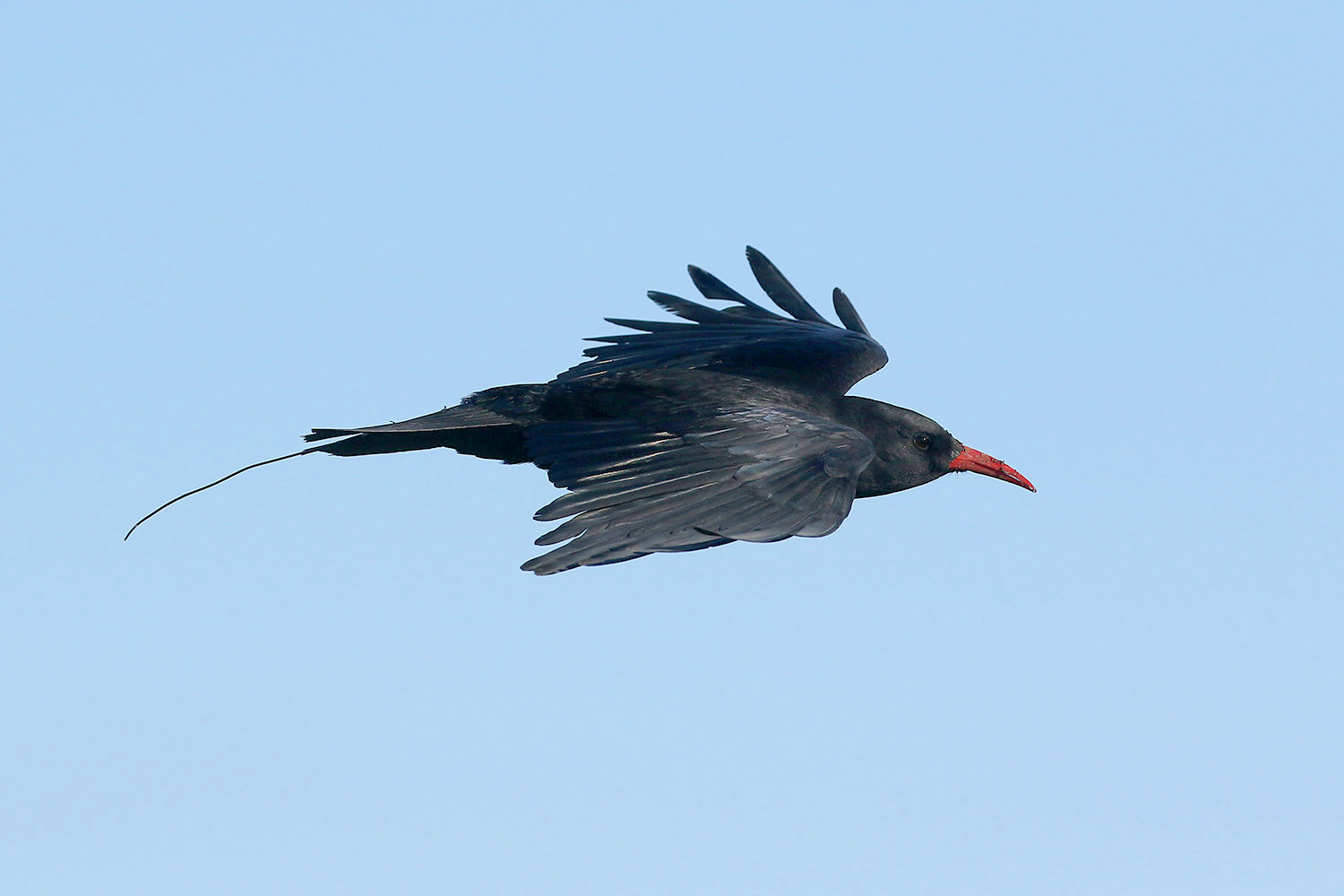 Red-billed Chough by Mick Dryden