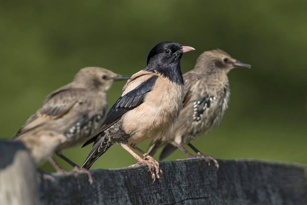 Rose coloured Starling by Romano da Costa