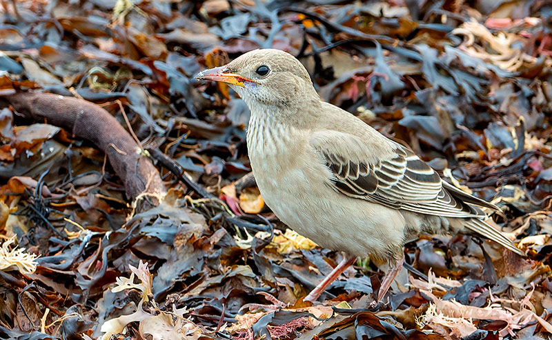 Rose coloured Starling by Romano da Costa