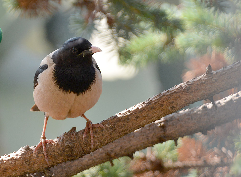 Rose coloured Starling by Peter Wright