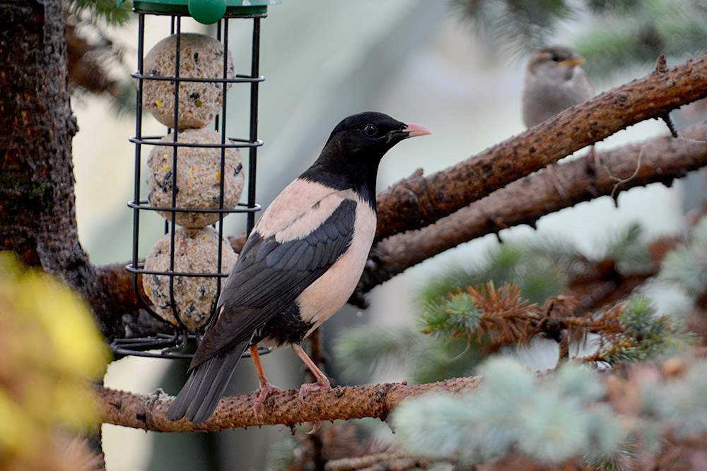 Rose coloured Starling by Peter Wright