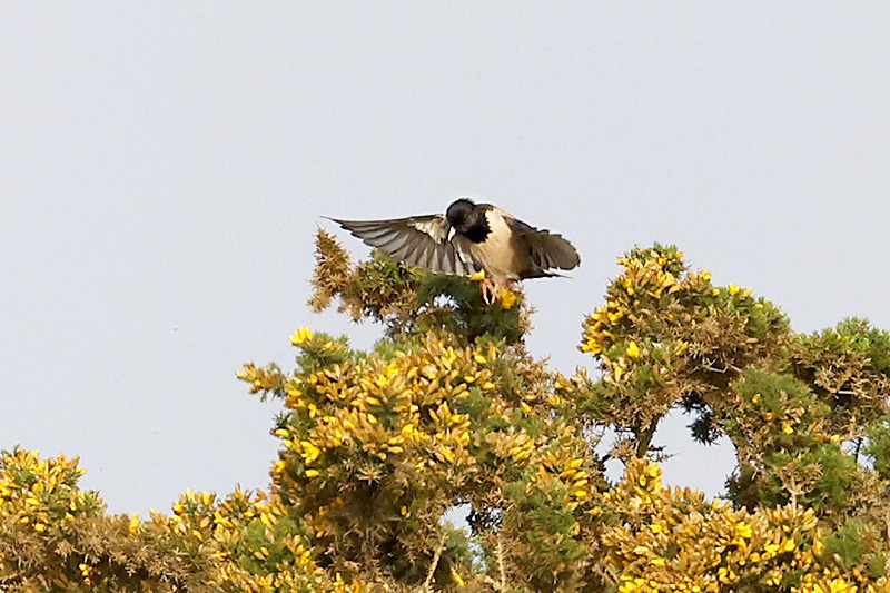 Rose coloured Starling by Mick Dryden