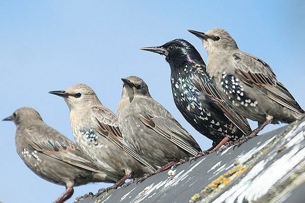 Common Starlings by Mick Dryden