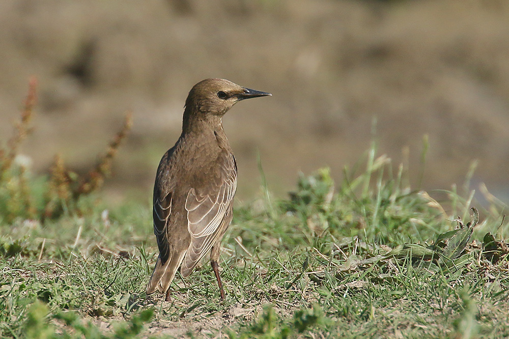 Starling by Mick Dryden