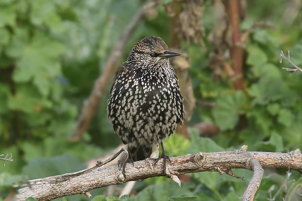 Starling by Mick Dryden