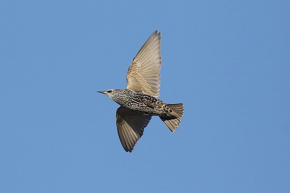 Starling by Mick Dryden