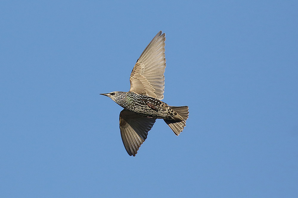 Starling by Mick Dryden
