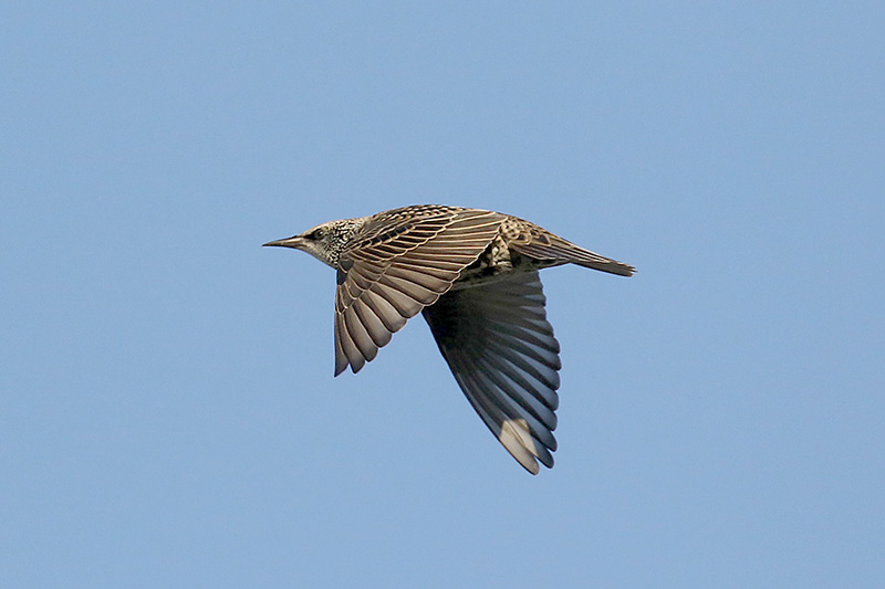 Starling by Mick Dryden