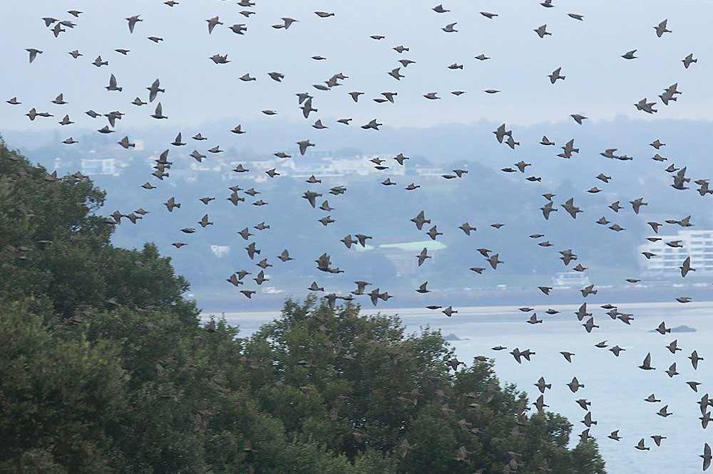 Starlings by Mick Dryden