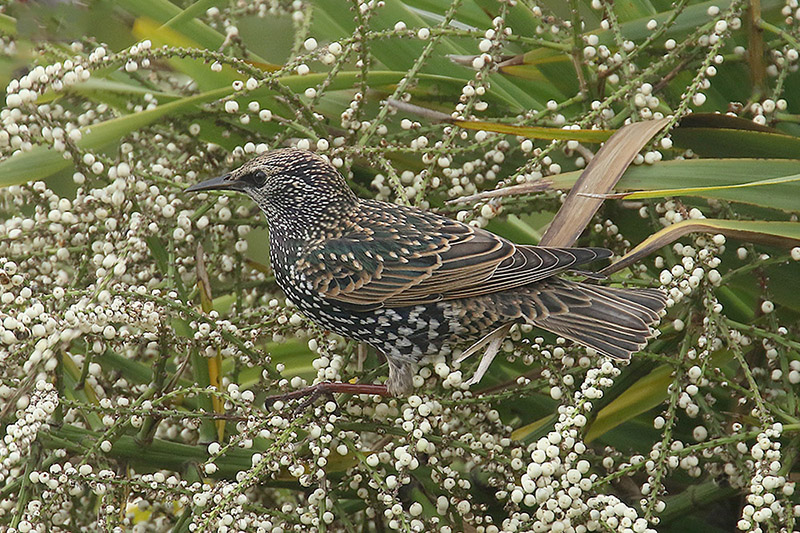 Starling by Mick Dryden