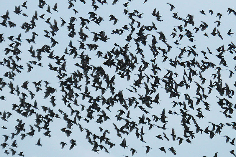 Common Starlings by Mick Dryden