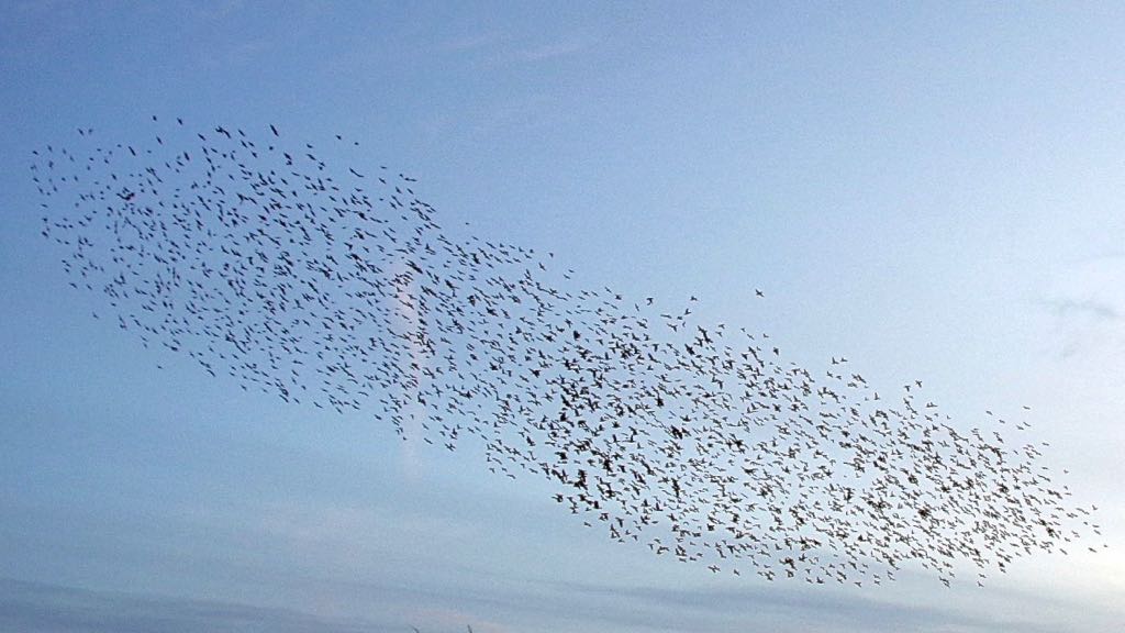 Starlings by Chris Eve