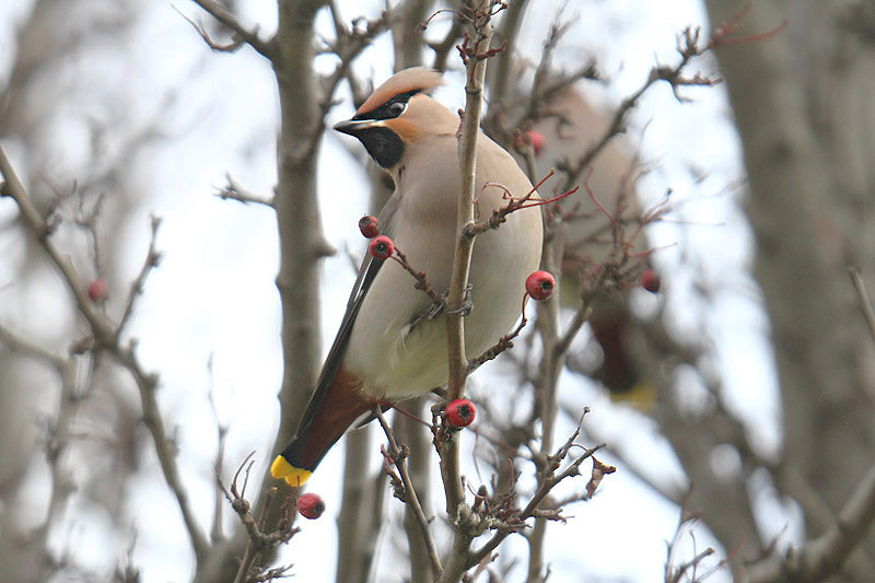 Waxwing by Mick Dryden