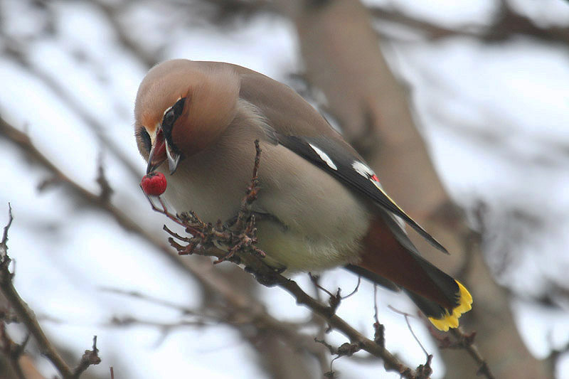 Waxwing by Mick Dryden