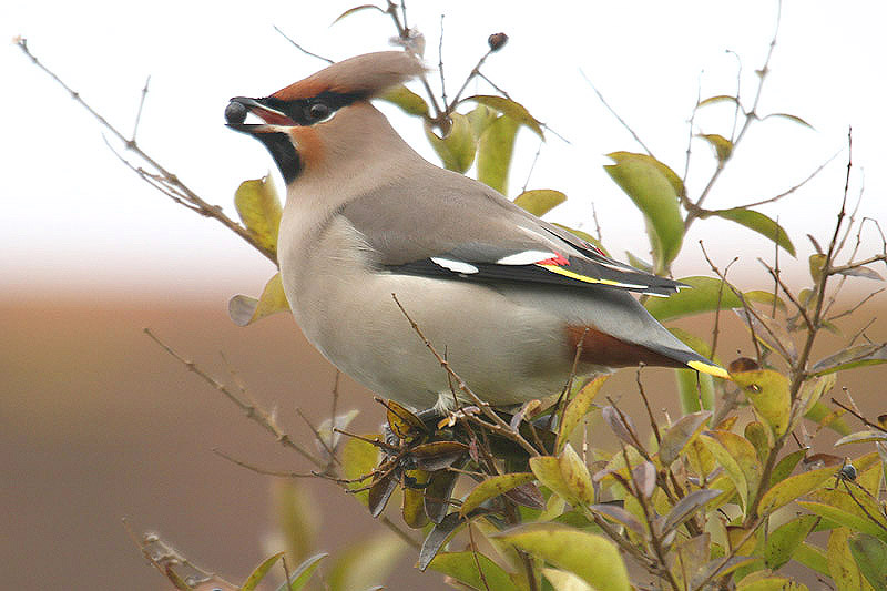 Waxwing by Mick Dryden