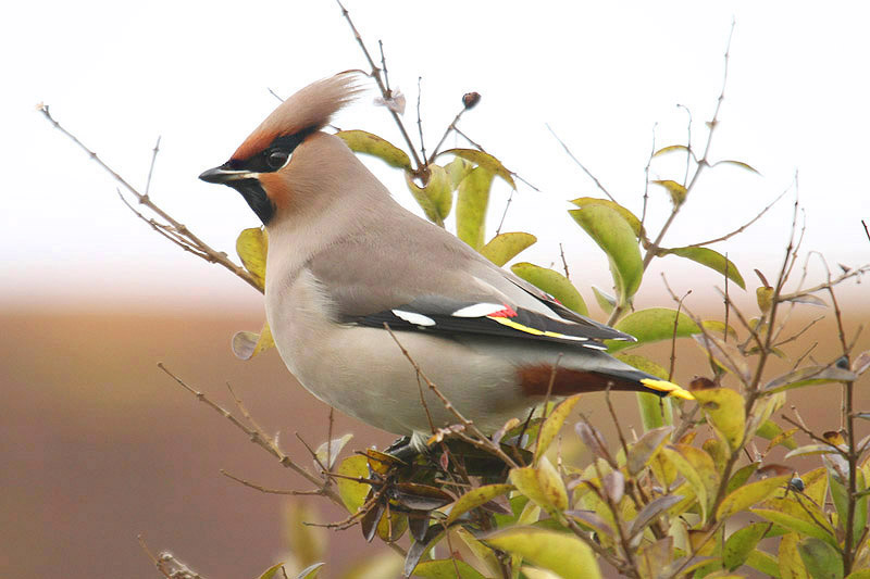 Waxwing by Mick Dryden
