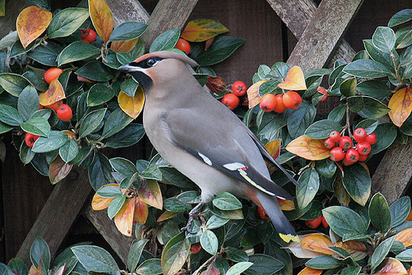 Waxwing by Mick Dryden