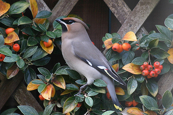 Waxwing by Lynne Dryden