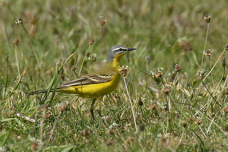 Blue headed Wagtail by Mick Dryden