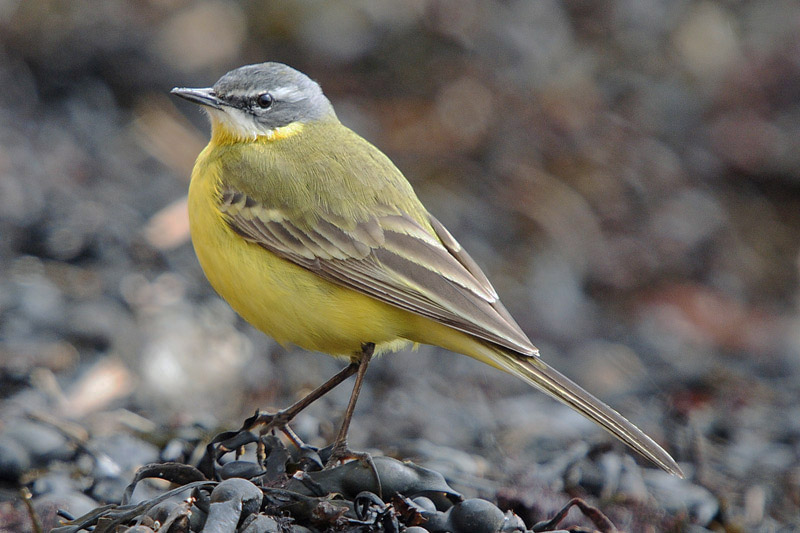 Blue-headed Wagtail by Romano da Costa