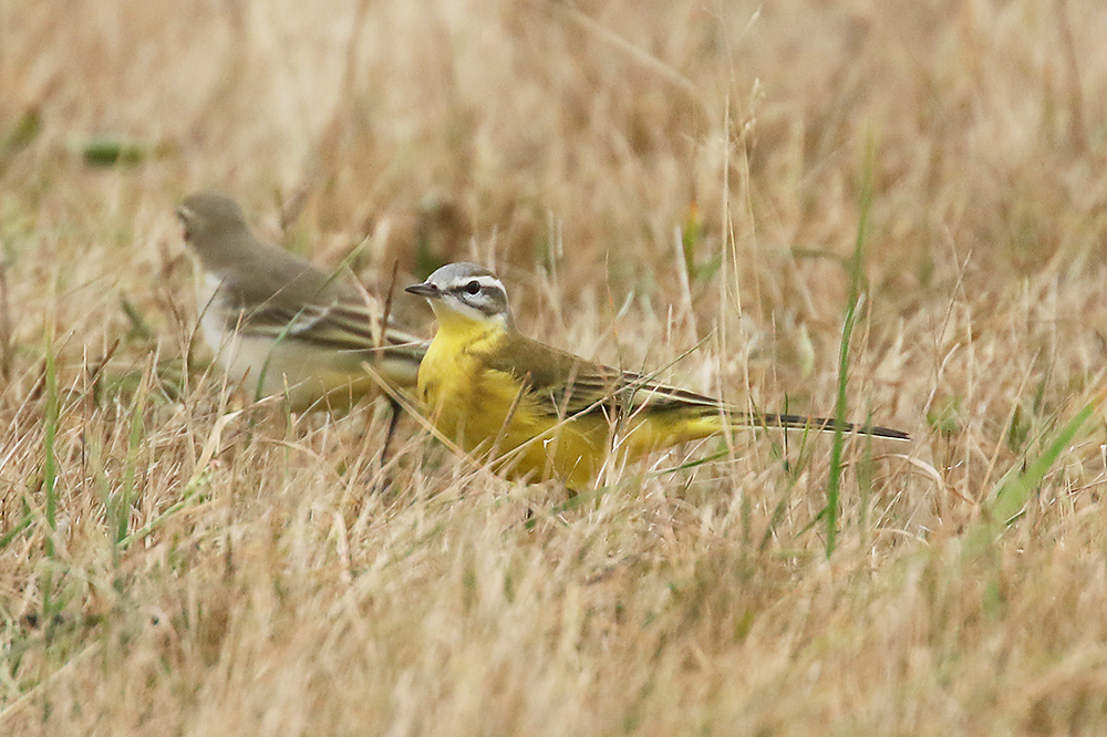 Yellow Wagtail by Mick Dryden