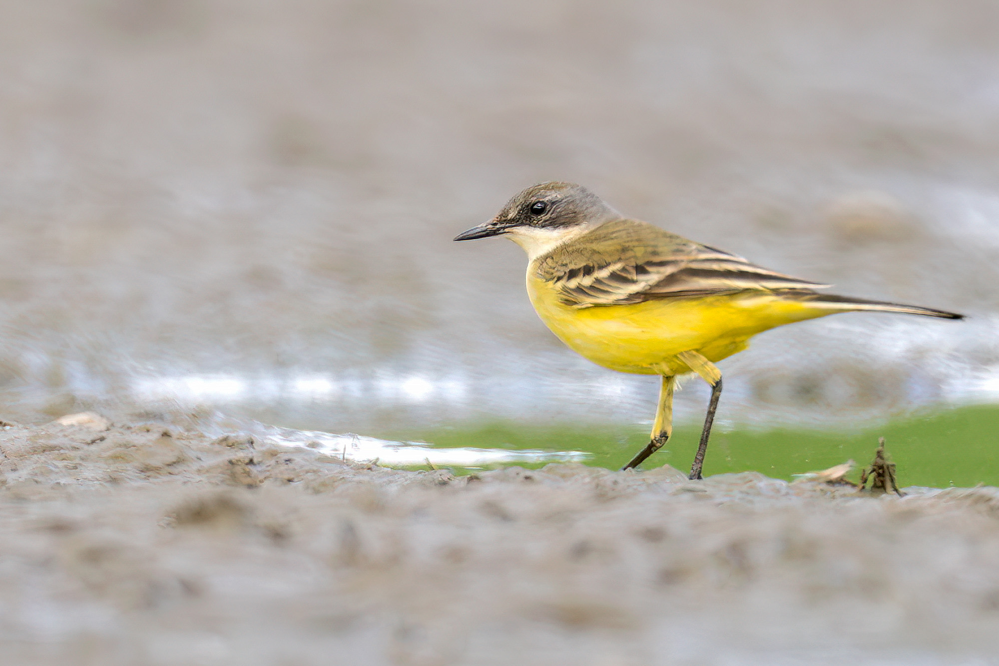 Yellow Wagtail by Romano da Costa