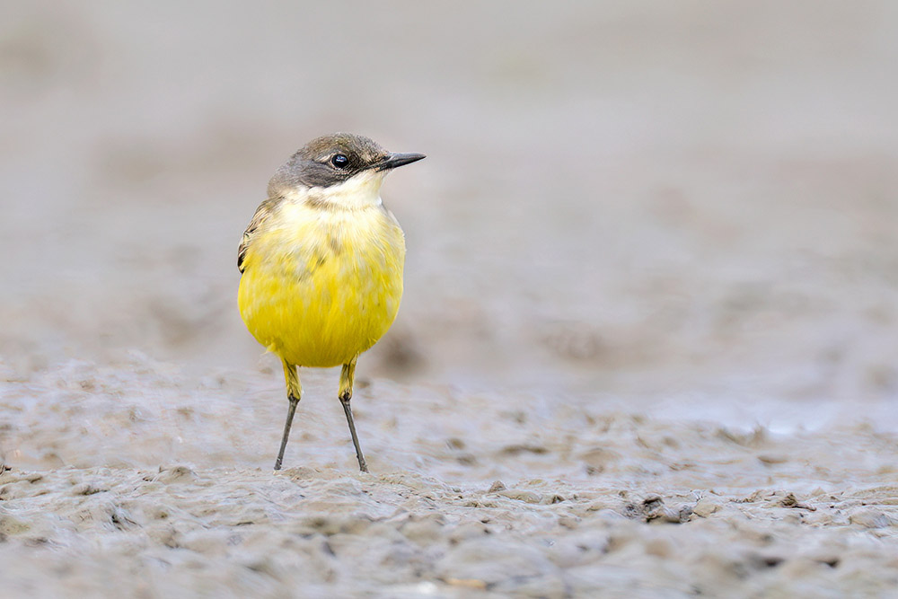 Yellow Wagtail by Romano da Costa