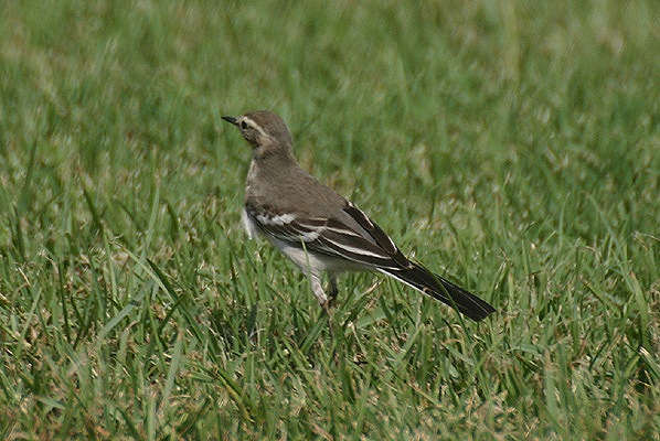 Citrine Wagtail by Mick Dryden