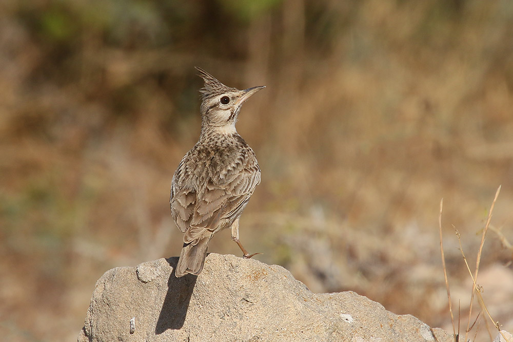 Crested Lark by Mick Dryden