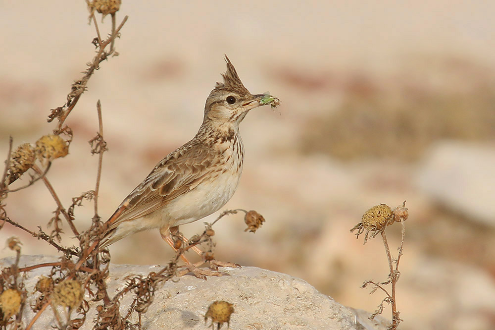 Crested Lark by Mick Dryden