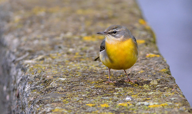 Grey Wagtail by Tony Wright