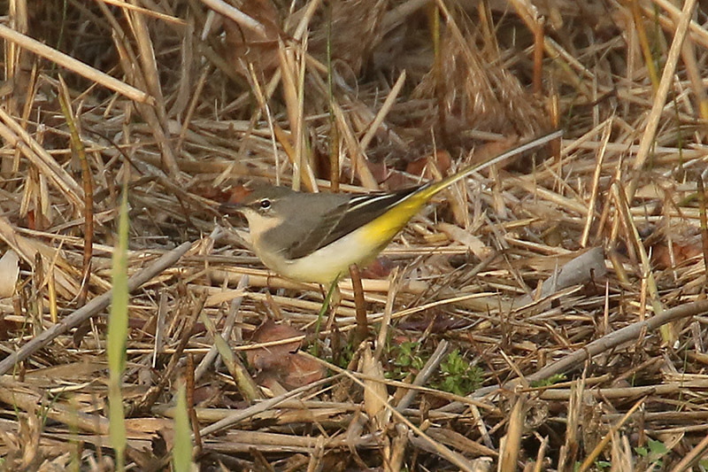 Grey Wagtail by Mick Dryden