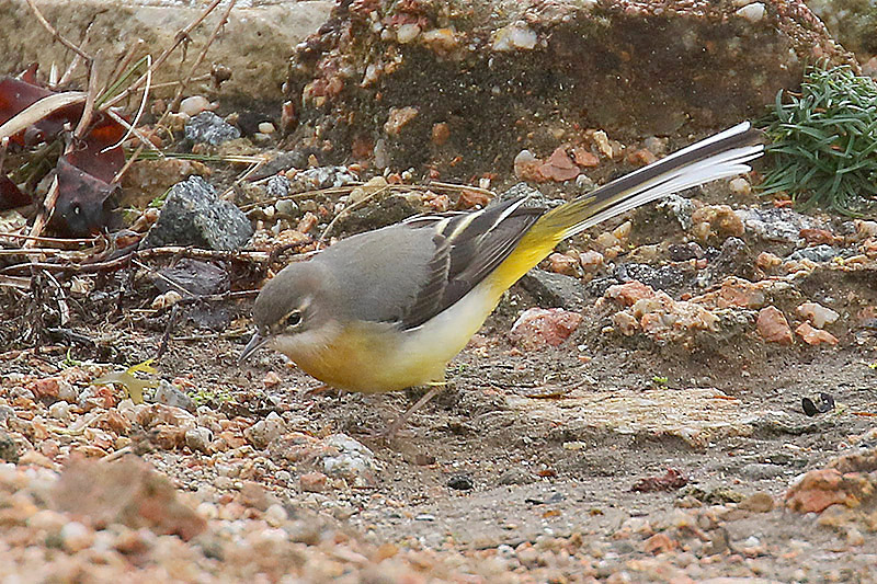 Grey Wagtail by Mick Dryden