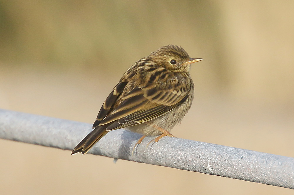 Meadow Pipit by Mick Dryden