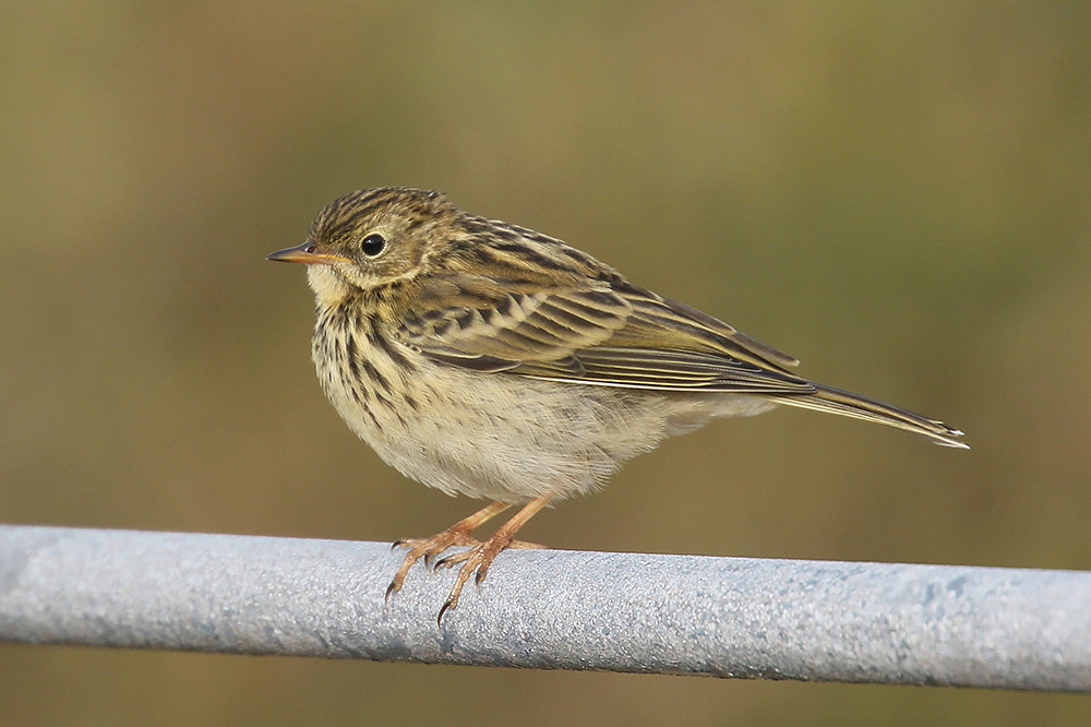 Meadow Pipit by Mick Dryden